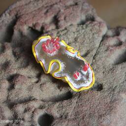 Nula The Nudibranch - Ardeadoris Rubroannulata - thumbnail 2