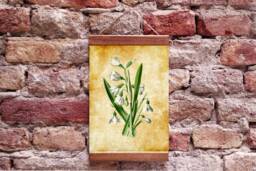 Snowdrop Vintage Botanical Illustration Wood Framed Canvas Print, Floral Plant Art
