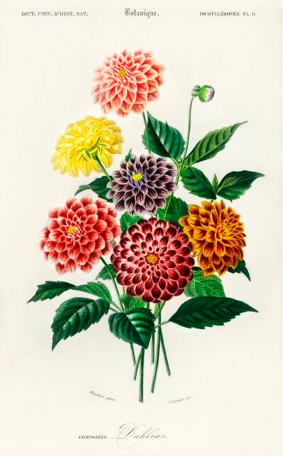 Vintage Dahlia Print, Nature Flower Print