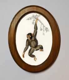 Light Oak Oval Wooden Framed Picture, Chimpanzee Monkey Charles Dessalines D' Orbigny, Jungle Art Print, Wall Hanging Antique Vintage Style - thumbnail 1