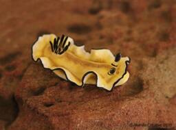 Margi The Nudibranch - Black-Margined Glossodoris