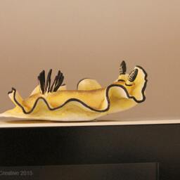 Margi The Nudibranch - Black-Margined Glossodoris - thumbnail 2
