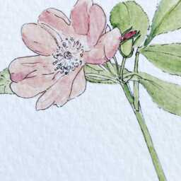 Iowa State Flower Map Watercolor Wild Prairie Rose - Art Print Wall Graduation Wedding Anniversary Realtor Moving Gift Midwest - thumbnail 2