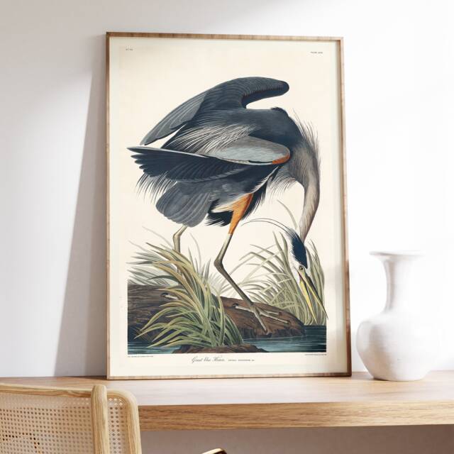 Vintage Great Blue Heron Print, John James Audubon, Wildlife Art - image 1