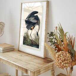 Vintage Great Blue Heron Print, John James Audubon, Wildlife Art - thumbnail 3