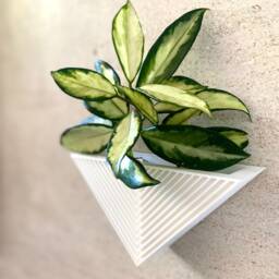 Mid Century Modern Circle Wall Planter Off White Matte Finish - thumbnail 3