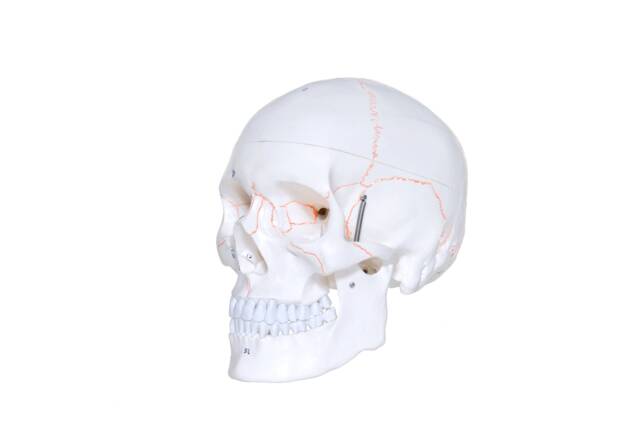 Human Skull - image 1