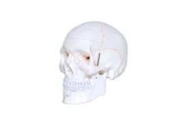 Human Skull - thumbnail 1