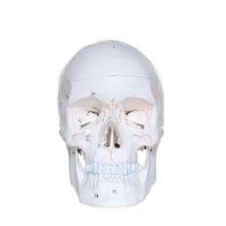Human Skull - thumbnail 2
