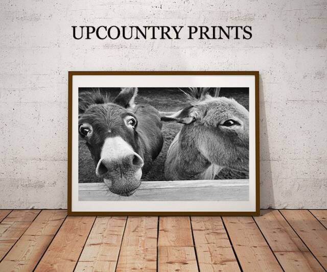 Donkey Photograph Farmhouse Southern Art Print - Digital Download - image 1