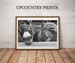 Donkey Photograph Farmhouse Southern Art Print - Digital Download - thumbnail 1