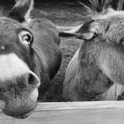 Donkey Photograph Farmhouse Southern Art Print - Digital Download - thumbnail 3