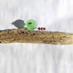 Tiny Leaf Cutter Ants Sculpture With One Major & Minor Riding A Sea Glass Leaf Fragment - thumbnail 2