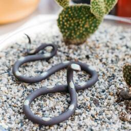 Ceramic Snake, Small By Carter + Rose - thumbnail 4