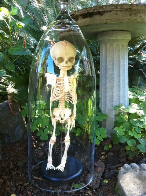 Human Fetal Skelton in Glass Cloche Dome - image 1