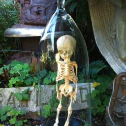 Human Fetal Skelton in Glass Cloche Dome - thumbnail 3