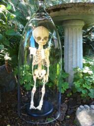 Human Fetal Skelton in Glass Cloche Dome - thumbnail 1