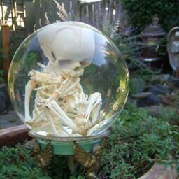 Human Fetal Skelton in Glass Cloche Dome - thumbnail 4