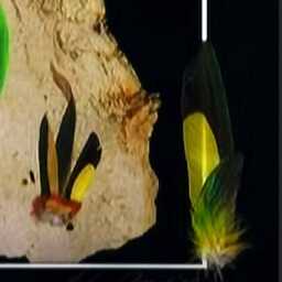 Australian Rainbow Lorikeet With Real Feathers Buy Direct From Artist - thumbnail 2