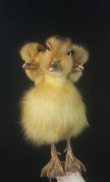 Handmade Taxidermy 3 Headed Yellow Duckling No Base Oddity Home Deco Freak Gift Collectable - image 1