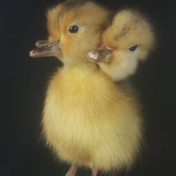 Handmade Taxidermy 3 Headed Yellow Duckling No Base Oddity Home Deco Freak Gift Collectable - thumbnail 2