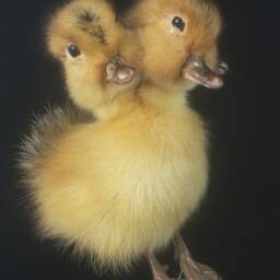 Handmade Taxidermy 3 Headed Yellow Duckling No Base Oddity Home Deco Freak Gift Collectable - thumbnail 3