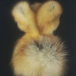Handmade Taxidermy 3 Headed Yellow Duckling No Base Oddity Home Deco Freak Gift Collectable - thumbnail 4