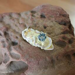 Tom The Nudibranch - Ardeadoris Tomsmithi - thumbnail 3