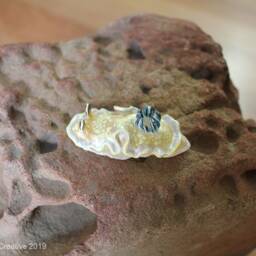 Tom The Nudibranch - Ardeadoris Tomsmithi - thumbnail 2