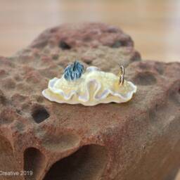Tom The Nudibranch - Ardeadoris Tomsmithi - thumbnail 4