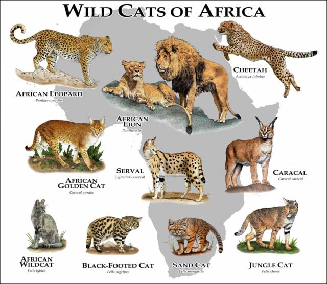 Wild Cats Of Africa Poster Print - Signed By Artist - image 1