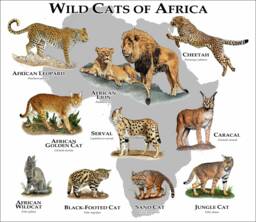 Wild Cats Of Africa Poster Print - Signed By Artist - thumbnail 1
