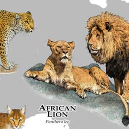 Wild Cats Of Africa Poster Print - Signed By Artist - thumbnail 3