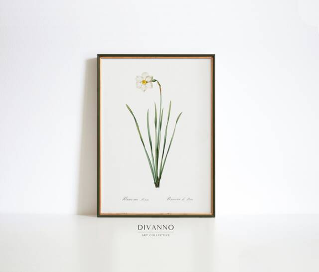 Antique Daffodil Botanical Print, Vintage Floral Wall Art - image 1