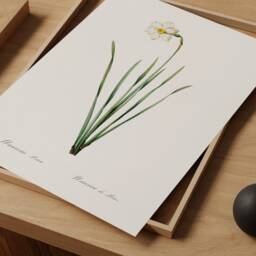 Antique Daffodil Botanical Print, Vintage Floral Wall Art - thumbnail 3