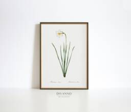Antique Daffodil Botanical Print, Vintage Floral Wall Art - thumbnail 1