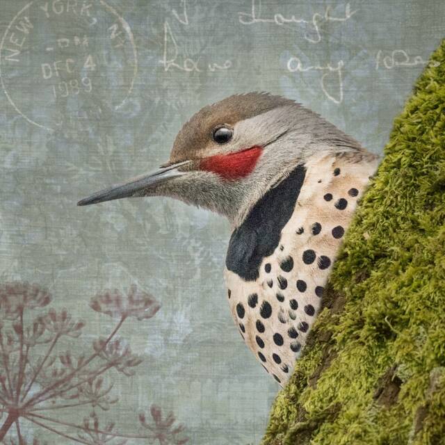 Northern Flicker Bird Print - Fine Art Photo Collage, Signed - image 1