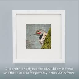 Northern Flicker Bird Print - Fine Art Photo Collage, Signed - thumbnail 3