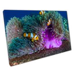 Clownfish Anemonefish Canvas Wall Art Print Vibrant Sea Life Decor For Home Office - thumbnail 1