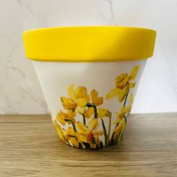 Daffodil Flower Pot, Plant Garden Gifts, Decorations, Themed Daffodils For Mum, Mothers Day - thumbnail 3