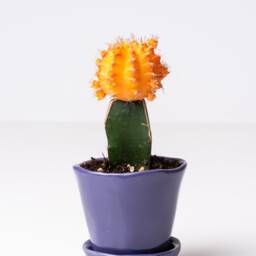 Violet Ceramic Planter With Saucer, Small Planter, Plant Pot, Pot Succulent Mini - thumbnail 3