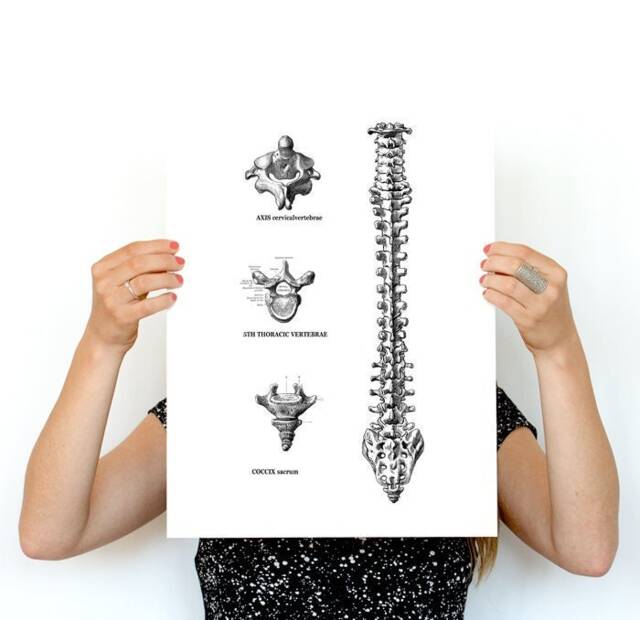 Minimalist Spine Anatomy Art Print - Black Line Vertebrae Detail Poster Doctor Gift, Chiropractor Office Decor Medical Illustration - image 1