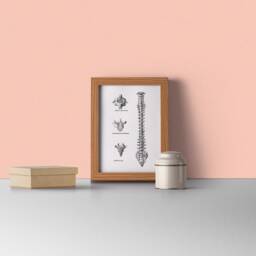 Minimalist Spine Anatomy Art Print - Black Line Vertebrae Detail Poster Doctor Gift, Chiropractor Office Decor Medical Illustration - thumbnail 3