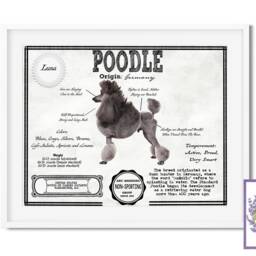 Poodle Antique Architecture Patent Drawing Style Print/Wall Art Poodle Gift/ Akc Breed Info/Home D??cor/ Dog - thumbnail 2