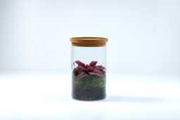 Ready-Made Cryptanthus Terrarium - No Assembly & Low Maintenance Ecosystem - thumbnail 1