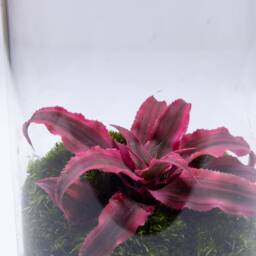 Ready-Made Cryptanthus Terrarium - No Assembly & Low Maintenance Ecosystem - thumbnail 3