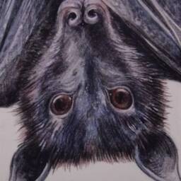 Bat - Hanging Bat Fruit Original Limited Edition Print Gothic Lovers Gift Art- Halloween - thumbnail 2