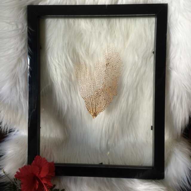 Framed Sea Fan, Fan Decor, Coastal Gifts, Authentic Fans, Wall Gift, Natural Caribbean Gold - image 1