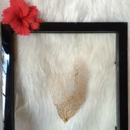 Framed Sea Fan, Fan Decor, Coastal Gifts, Authentic Fans, Wall Gift, Natural Caribbean Gold - thumbnail 3