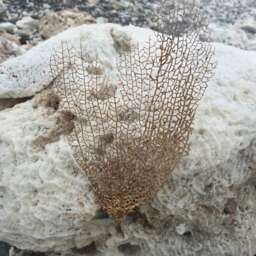 Framed Sea Fan, Fan Decor, Coastal Gifts, Authentic Fans, Wall Gift, Natural Caribbean Gold - thumbnail 2